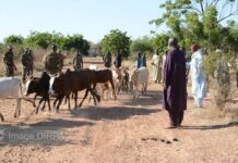 Léré : Les Famas mattent les terroristes voleurs de bétails