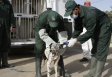 Le Maroc se dote d’un cadre légal pour les animaux errants