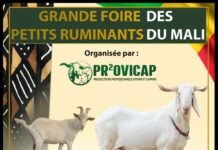 Foire des petits ruminants : Orange aux côtés des acteurs