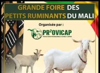 Foire des petits ruminants : Orange aux côtés des acteurs